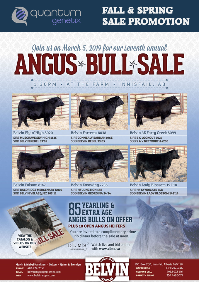 7th Annual Belvin Angus Bull Sale ‹ Quantum
